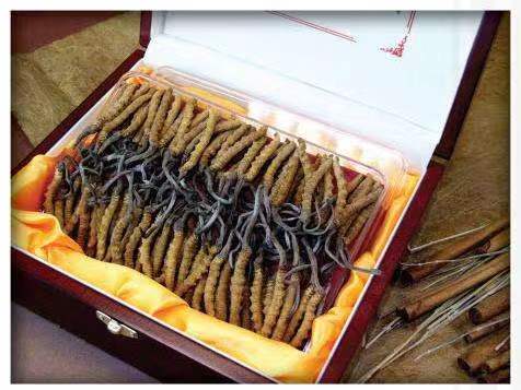 冯坡镇冬虫夏草回收